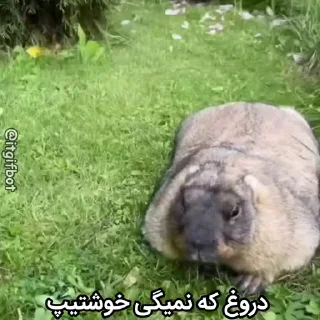 🦫