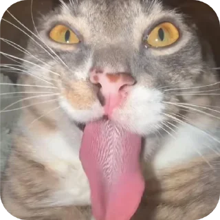 🐱