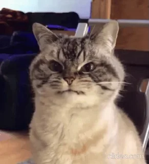 😡