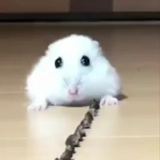 🐹