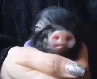 🐷