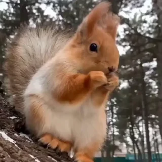 🤩