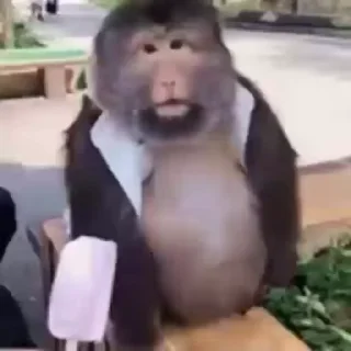 🐵