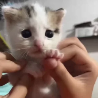 🥺