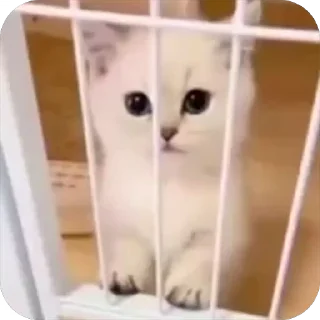 🥺