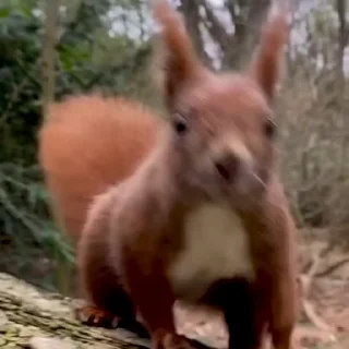 🤩