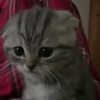 🐱