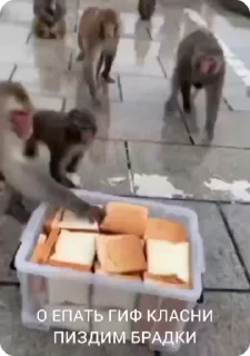 🍞