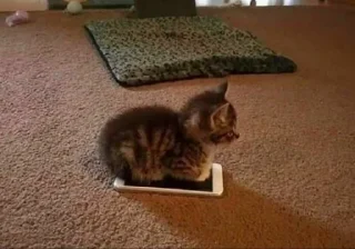 🐱