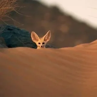 ❓