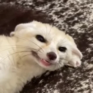 🦊