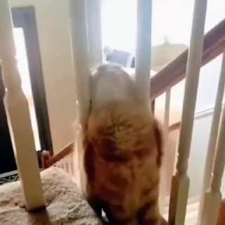 🐈