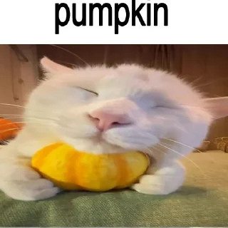 🐈