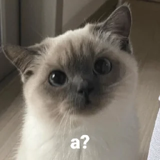 🤷