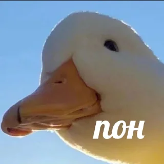 👌