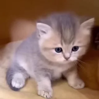 🌟
