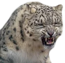 😾