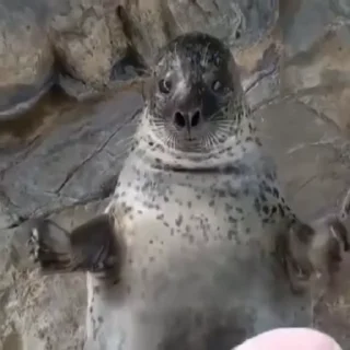 🦭