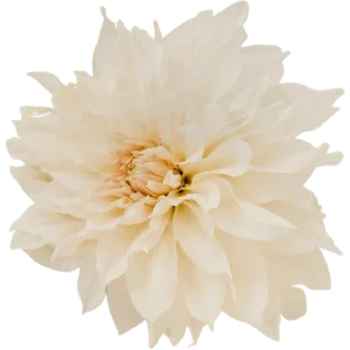 🌼