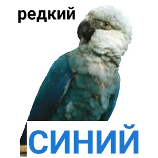 🔵