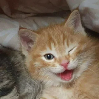 🐈