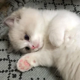 🐱