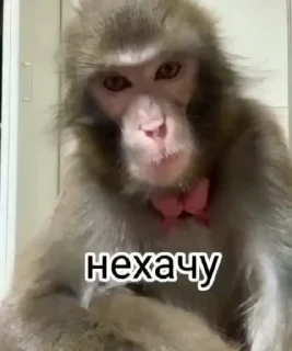 🙅‍♂