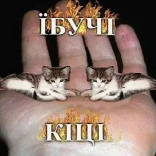 🐈‍⬛
