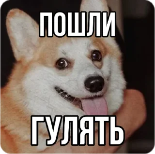🐶