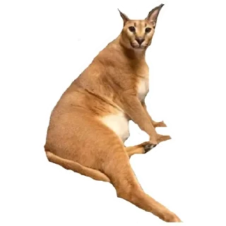 Шлёпа 3