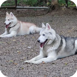 🐶