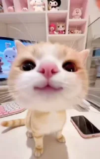 🌟