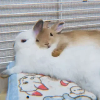🐰