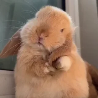 🤩
