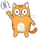 🐱