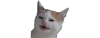 🐈