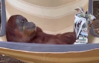 😎