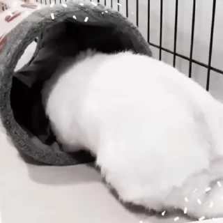 🐇
