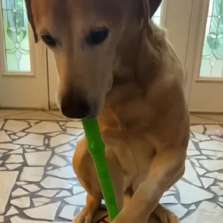 🐶