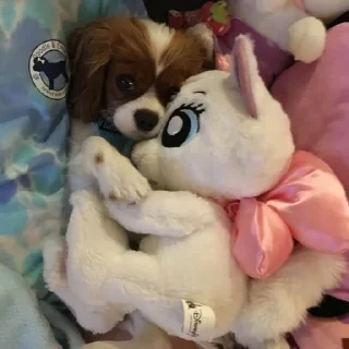 🐶