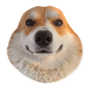 Маффин корги