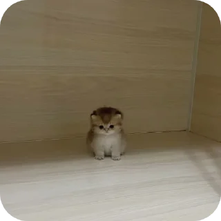 🐱
