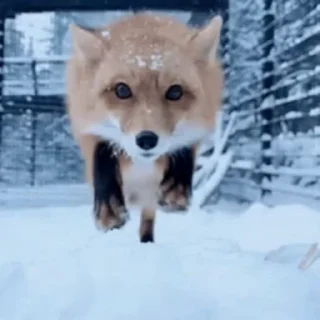 🦊