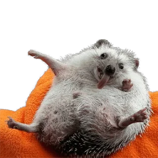 😆