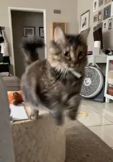 🐰