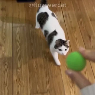 🥺