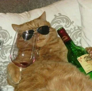 🐱