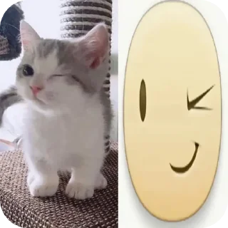 🐱
