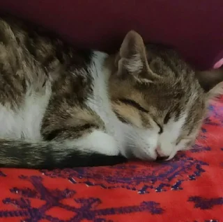 😺