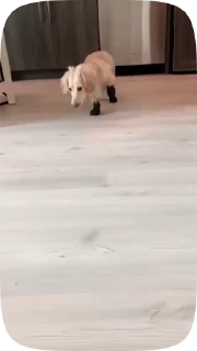🐶
